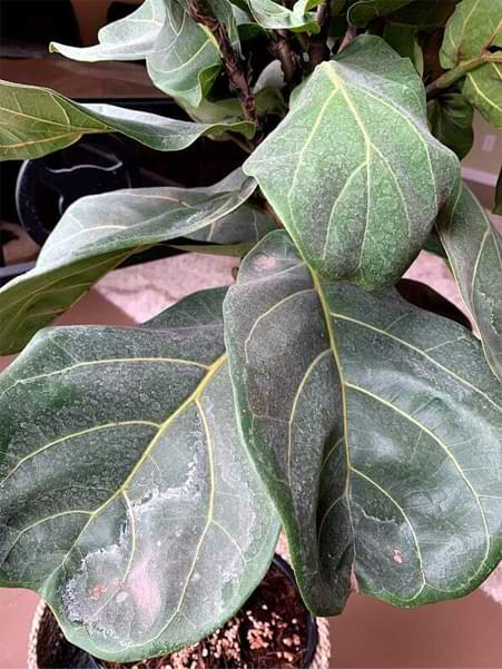 leaf fig tree