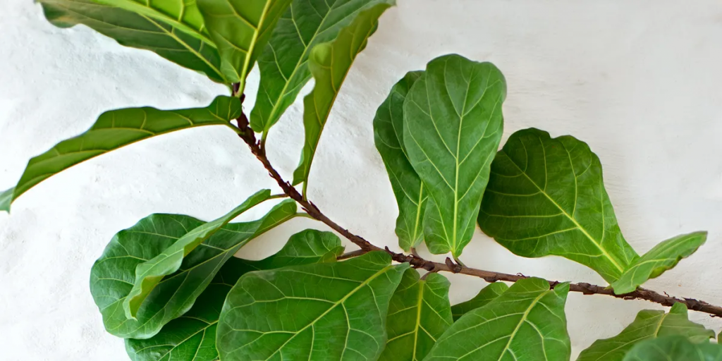 leaf fig tree
