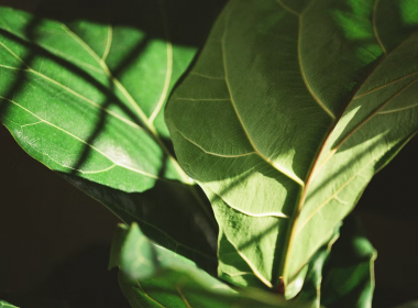 Top 5 Faux Fiddle Leaf Fig Trees That Look Like Real Ones