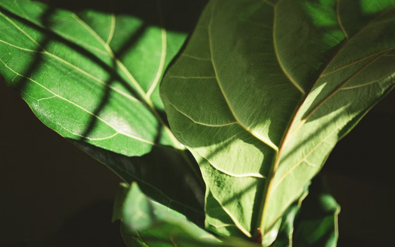 Top 5 Faux Fiddle Leaf Fig Trees That Look Like Real Ones