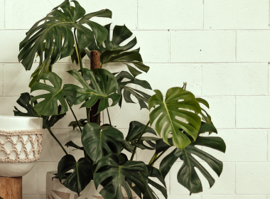 Best Pots and Must-Have Accessories for Your Monstera in 2022