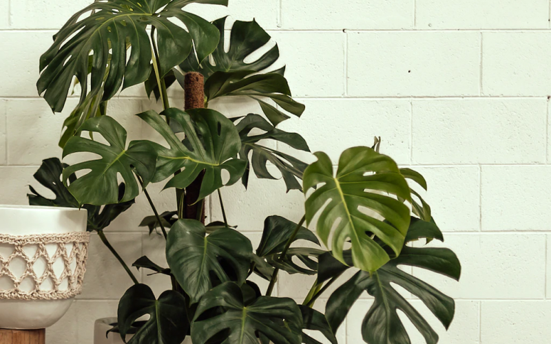 Best Pots and Must-Have Accessories for Your Monstera in 2022